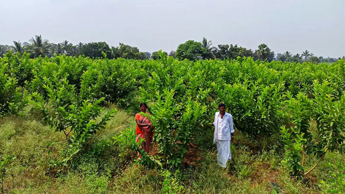 A plantation site with young trees taking root