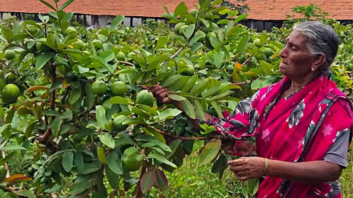 Tree plantation project on our dedicated farmland