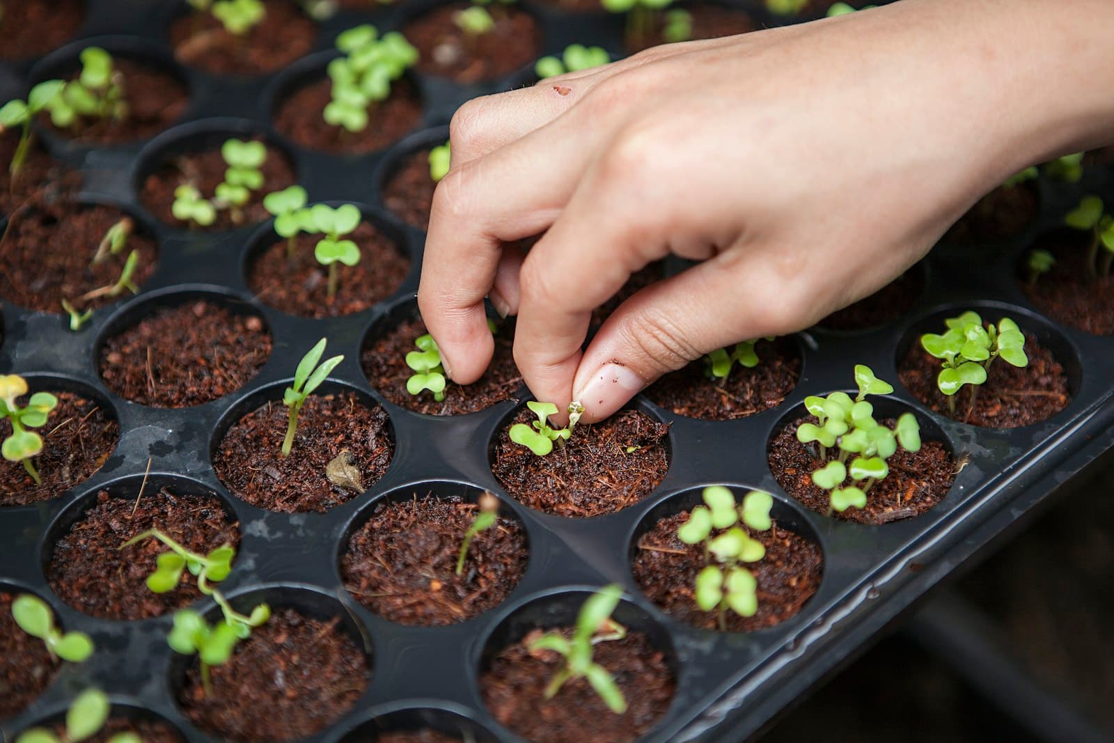 A farmer's hand gently pressing a seedling into a nursery planting tray.