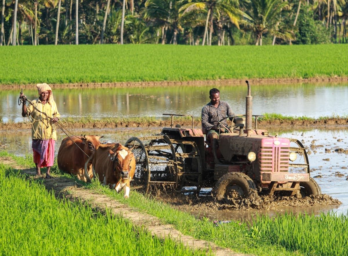 A farmer plowing a field with bullocks, palm trees lining the horizon